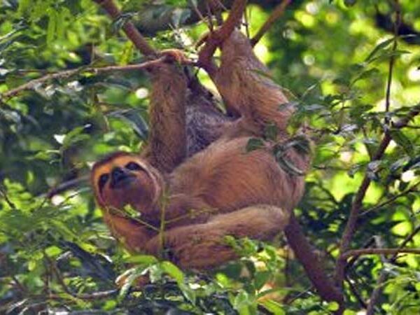 Animais de vida livre são atração à parte no Parque Arruda Câmara