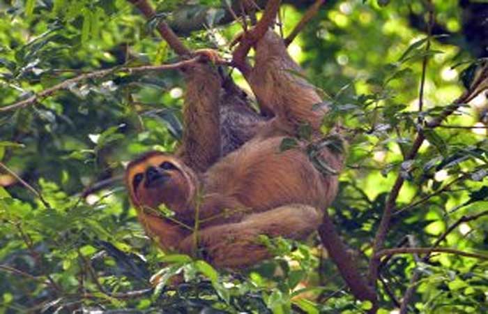 Animais de vida livre são atração à parte no Parque Arruda Câmara