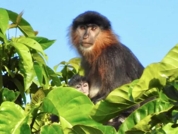 Macaco “misterioso” no Sudeste Asiático pode ser espécie híbrida