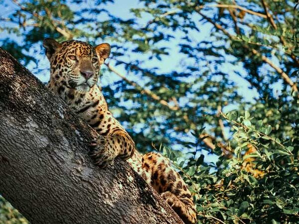 Maior felino das Américas sobrevive em fragmentos de floresta, em situação vulnerável