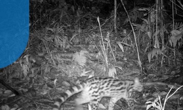 Considerada extinta há mais de um século, onça-parda é vista em costa do Rio