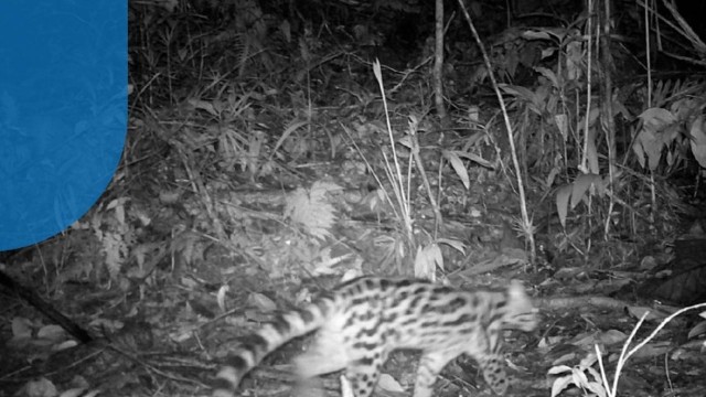 Considerada extinta há mais de um século, onça-parda é vista em costa do Rio