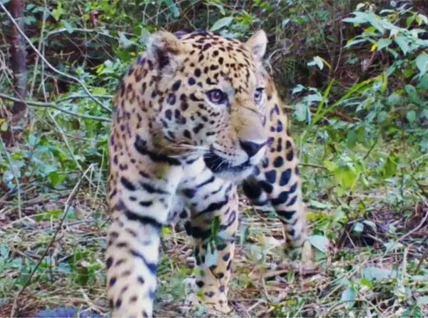 Projeto cria programa específico para proteger onça-pintada e outros felinos