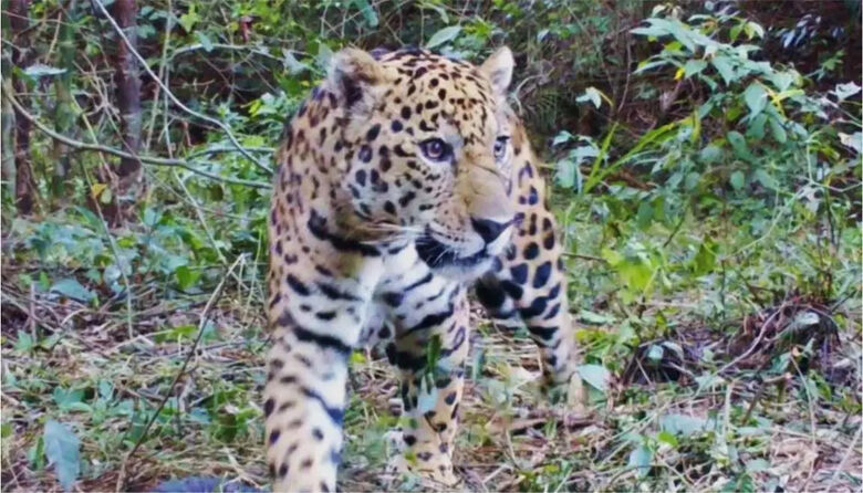 Projeto cria programa específico para proteger onça-pintada e outros felinos