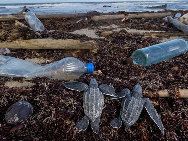 A rota do plástico: do lixo aos ecossistemas marinhos; Conheça as consequências desse problema