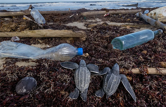 A rota do plástico: do lixo aos ecossistemas marinhos; Conheça as consequências desse problema