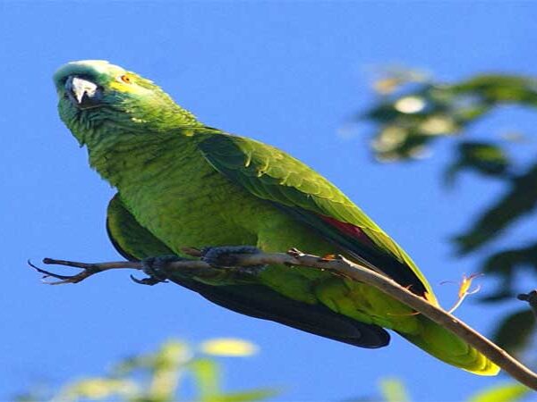 Papagaio: tráfico ameaça espécies brasileiras considerada quase em extinção