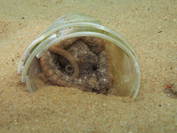 Lixo no mar vira casa para polvos; Espécie recém-descoberta só foi encontrada em meio à poluição no oceano