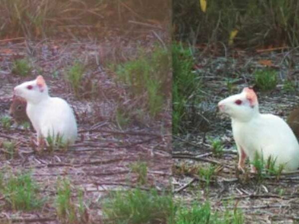 Espécie de animal do Nordeste é registrada cientificamente pela primeira vez em versão albina