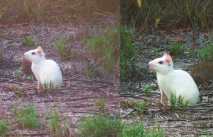 Espécie de animal do Nordeste é registrada cientificamente pela primeira vez em versão albina