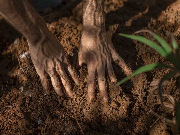 Projeto implanta Unidades Demonstrativas de agrofloresta na Mata Atlântica para capacitar agricultores familiares