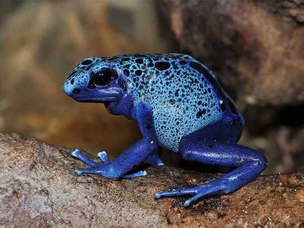 Rã flecha azul: um anfíbio venenoso de cor surpreendente