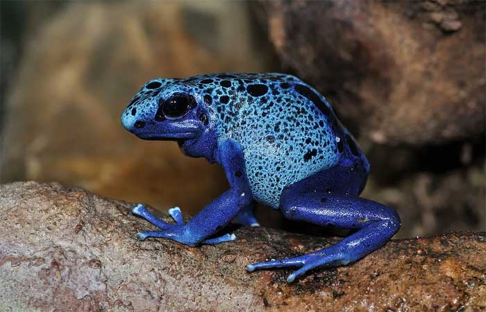 Rã flecha azul: um anfíbio venenoso de cor surpreendente