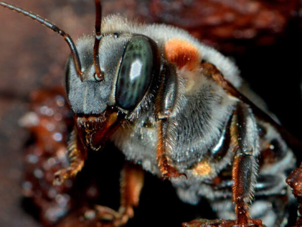 Guia de Identificação de Abelhas sem Ferrão, para resgate em Áreas de Supressão Florestal