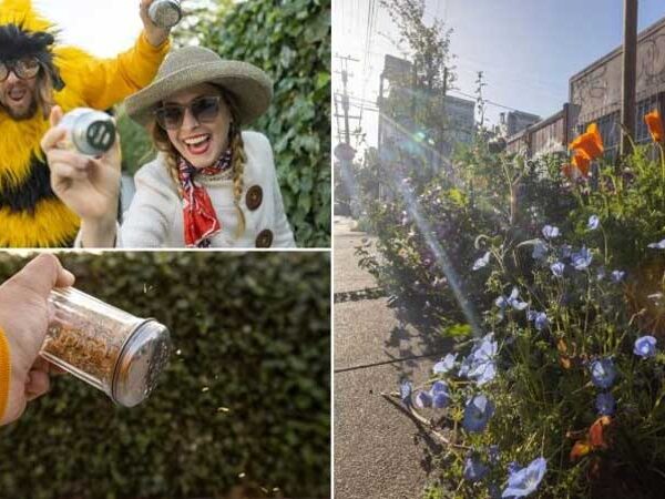 Casal espalha sementes de flores nativas pelas ruas de São Francisco