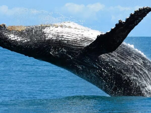 Baleias-jubartes do Brasil agora são vistas na península Antártica