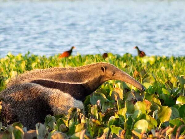 Uma nova realidade da pandemia no Brasil: animais selvagens infectados com coronavírus