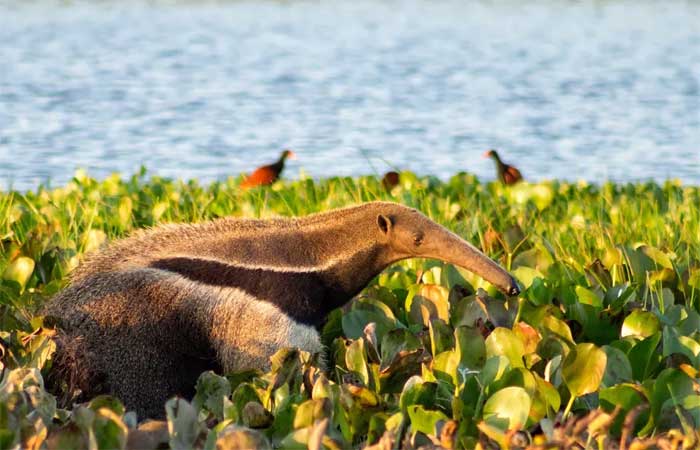 Uma nova realidade da pandemia no Brasil: animais selvagens infectados com coronavírus