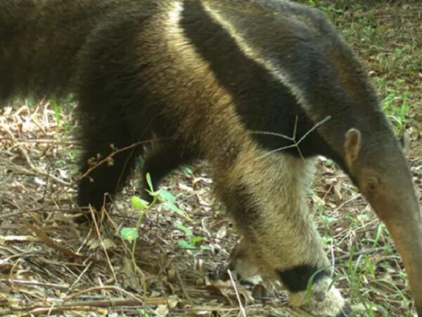 Tamanduá, onça-parda, lobo-guará: diversidade de mamíferos em reservas no Cerrado paulista surpreende pesquisadores