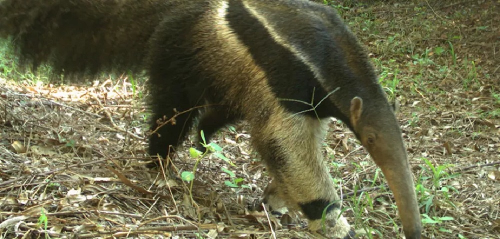 Tamanduá, onça-parda, lobo-guará: diversidade de mamíferos em reservas no Cerrado paulista surpreende pesquisadores