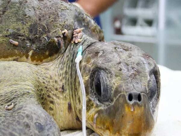 Tartaruga em perigo de extinção é resgatada com sanguessugas pelo corpo no litoral de SP