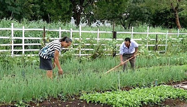 Casal de Tocantins transforma terreno baldio em horta urbana que oferece alimentos de graça à população