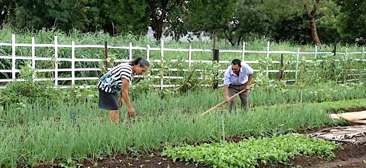 Casal de Tocantins transforma terreno baldio em horta urbana que oferece alimentos de graça à população