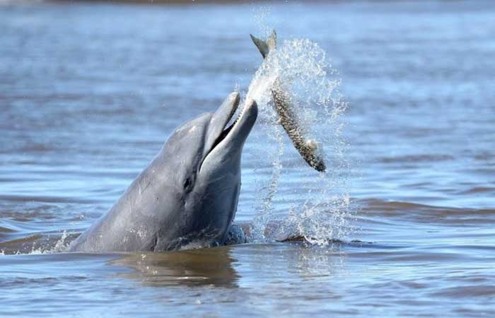 10 iniciativas de turismo em prol da biodiversidade marinha