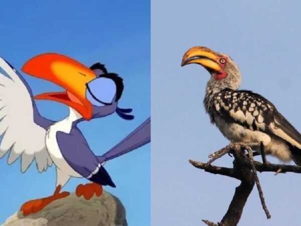 Espécie de Zazu, de ‘Rei Leão’, corre risco de entrar em extinção