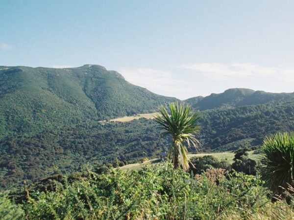 Homem converte mais de cem hectares de terra degradada em uma mega floresta de vida