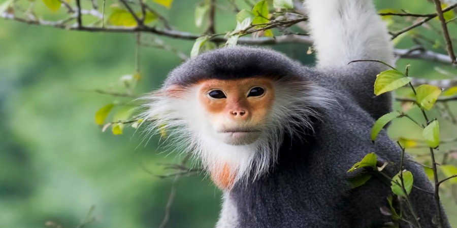 Este é um dos primatas mais bonitos do mundo e está em perigo de extinção