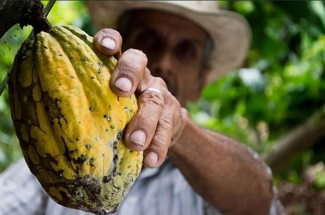 Resíduo do cacau é transformado em matéria-prima de cosméticos