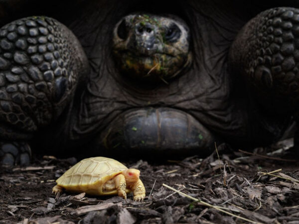 Primeira tartaruga-das-galápagos albina já registrada nasce em zoológico suíço