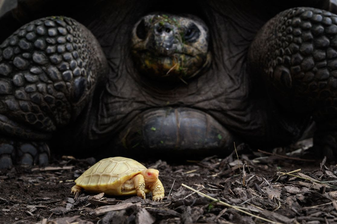 Primeira tartaruga-das-galápagos albina já registrada nasce em zoológico suíço