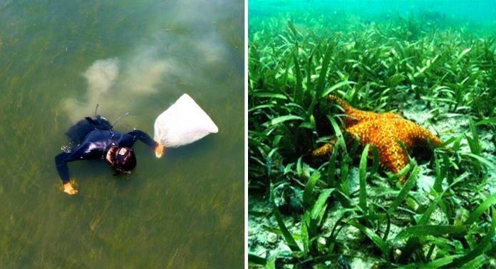 Pesquisadores semeiam mais de 3 mil hectares de ervas marinhas e restauram com sucesso todo um ecossistema