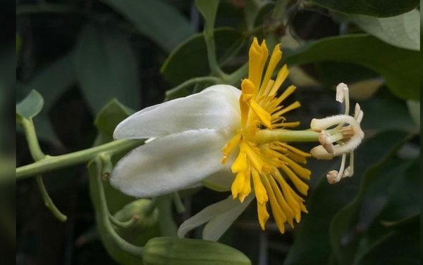 Colombianos redescobrem uma flor que se pensava estar extinta há mais de 200 anos