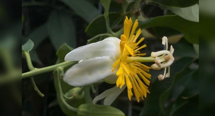 Colombianos redescobrem uma flor que se pensava estar extinta há mais de 200 anos