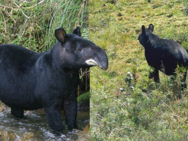 Uma anta andina ‘quase extinta’ é vista andando livremente pelas montanhas do Peru