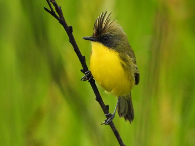 UCs no Mato Grosso do Sul registram 175 espécies de aves