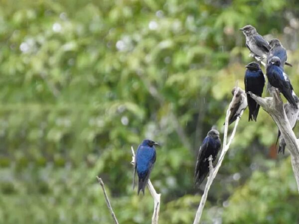 Andorinhas-azuis que migram para a Amazônia voltam contaminadas por mercúrio