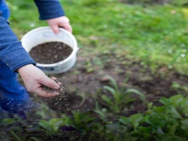 Professor brasileiro recebe prêmio por criar biofertilizante