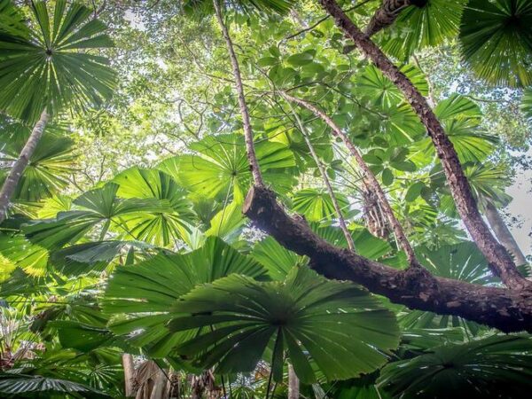 Mortalidade das árvores na floresta tropical australiana duplicou desde os anos 80