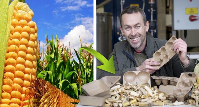 Cientista transforma resíduos de colheita de milho em descartáveis ​​biodegradáveis