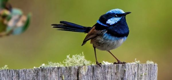 A evolução pode estar acontecendo até 4 vezes mais rápido do que pensávamos, revela enorme estudo