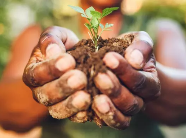 Comida do futuro: as plantas pouco conhecidas que podem nos alimentar em 2050