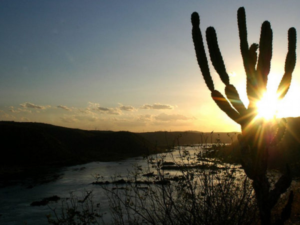 Caatinga ganha mapa com áreas prioritárias para restauração