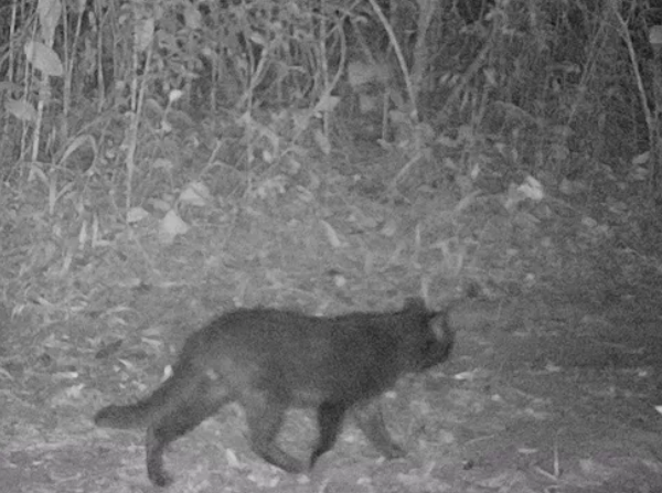 Projeto de monitoramento identifica espécies inéditas de mamíferos no Parque Estadual do Morro do Diabo, em Teodoro Sampaio