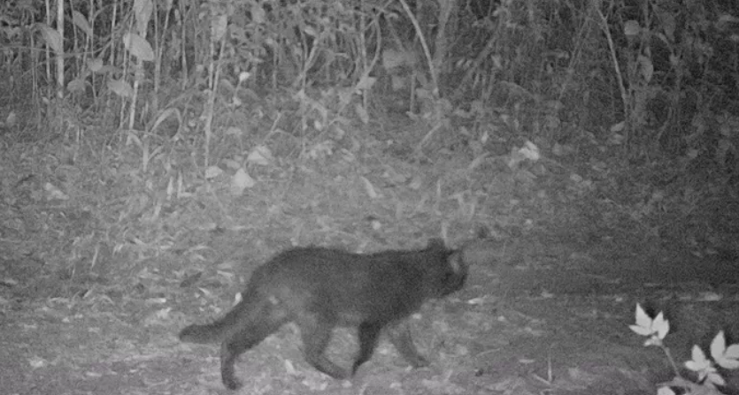 Projeto de monitoramento identifica espécies inéditas de mamíferos no Parque Estadual do Morro do Diabo, em Teodoro Sampaio