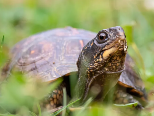 20% das espécies de répteis estão em risco de extinção, alerta estudo