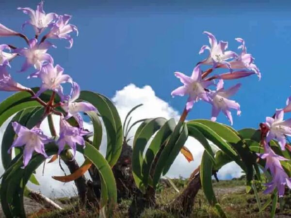 Ameaçada de extinção, flor imperatriz do Brasil sobrevive nas montanhas do Rio